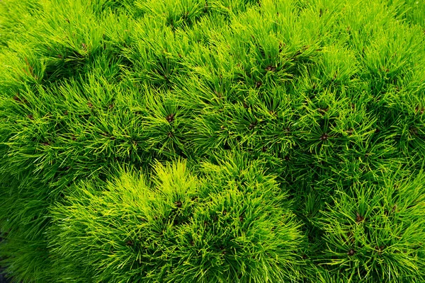Βελόνες ελάτης πεύκου ως πράσινο φόντο. Χριστουγεννιάτικα κλαδιά. Αειθαλές δάσος ή ξύλο. Φύση και περιβάλλον. Πράσινο φόντο του φυτού — Φωτογραφία Αρχείου