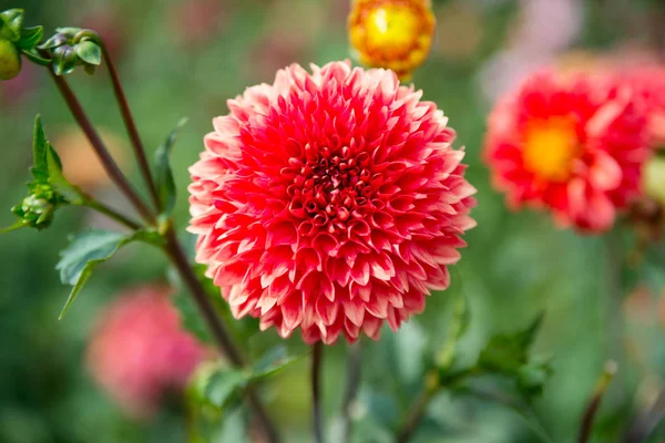 Blossoming flowers with red petals. Dahlia blossom on blurred natural background. Dahlia flowers in green garden. Nature and environment. Floral shop and design — Stock Photo, Image