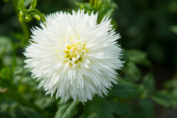 Aster Blommor Gröna Trädgård Aster Blossom Suddig Naturliga Bakgrund Blommande — Stockfoto