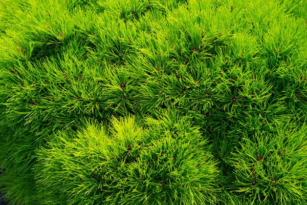 Pine fir tree needles as green background. Christmas tree branches. Evergreen forest or wood. Nature and environment. Green plant background Stock Photo