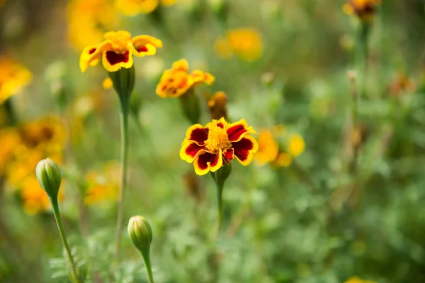Marigold blossom på suddig naturliga bakgrund. Ringblomma blommor i sommarträdgården. Blommande blommor med gula och orange kronblad. Natur och miljö. Blommig shop och design — Stockfoto