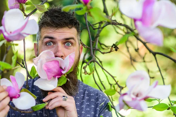 Hipster goza de aroma de flor. Homem barbudo com fresco corte de cabelo fareja flor de magnólia. Conceito de perfumista. Homem com barba e bigode no rosto animado perto de flores de magnólia, fundo desfocado — Fotografia de Stock