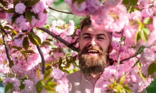 Homme barbu avec une coupe de cheveux élégante avec des fleurs de sakura sur fond. Hipster en chemise rose près de la branche de sakura. Homme avec barbe et moustache sur le visage souriant près des fleurs. Harmonie avec la nature concept — Photo