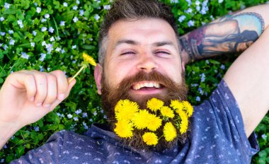 Gevşeme kavramı. Dandelions sakal rahatlatıcı, üst görünümünde adamla. Sakal karahindiba çiçeklerle sakallı adam çayır, çimen arka plan üzerinde yatıyordu. Mutlu yüz sakallı adam elini başının arkasında koydu