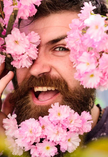 Cuidado de la piel y concepto de cuidado del cabello. Cara masculina barbuda asomándose de la flor de sakura. Hipster con flor de sakura en barba. Hombre con barba y bigote en la cara feliz cerca de tiernas flores rosadas, de cerca — Foto de Stock