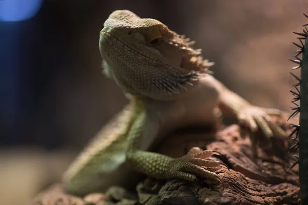 Bearded dragon on blurred background. Iguana rests on wooden branch — Stock Photo, Image