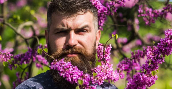 Hipster goza de primavera perto da flor violeta. Conceito de fragrância. Homem barbudo com corte de cabelo fresco posando com flor de judas. Homem com barba e bigode no rosto estrito perto de flores no dia ensolarado — Fotografia de Stock