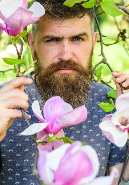 Садовник концепции. Хипстер наслаждается весной возле фиолетового цветка. Бородатый мужчина со свежей стрижкой, позирующий с цветком магнолии. Человек с бородой и усами на строгом лице рядом с цветами в солнечный день — стоковое фото