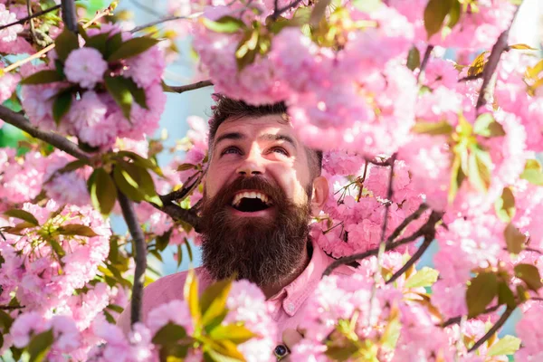 Homme avec barbe et moustache sur le visage souriant près des fleurs de sakura. Homme barbu avec une coupe de cheveux élégante avec des fleurs sur le fond, gros plan. Concept doux et doux. Hipster près de la branche du sakura — Photo