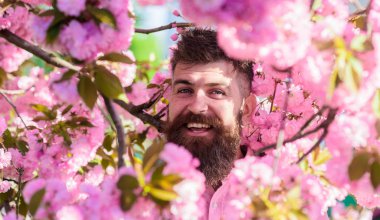 Uyum kavramı. Şık saç kesimi ile sakura arka plan üzerinde çiçekler olan sakallı adam. Hippi sakura ağacın yakınındaki pembe gömlekli. Sakal ve bıyık yüz yakınındaki çiçek gülümseyen üzerinde olan adam