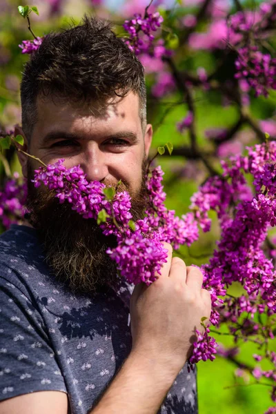 Parfymeri og duftkonsept. Hipster liker duften av fiolett blomst. En skjeggete mann med frisk hårklipp som blomstrer av judas-trær. Mann med skjegg og bart på et lykkelig ansikt nær blomster på en solskinnsdag – stockfoto