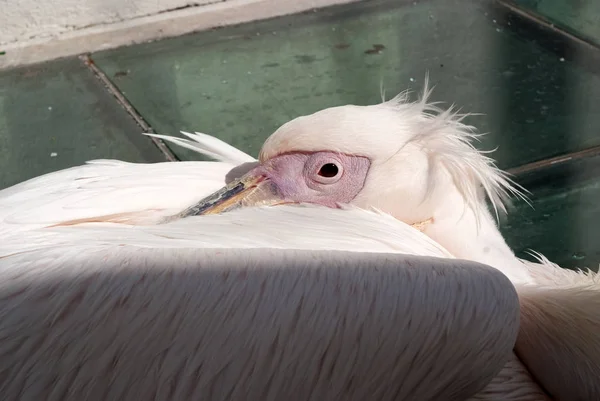 Pelikan Petros w Mykonos, Grecja. Pelikan ptak maskotka wyspy. Ptak z białe piórko skrzydła odpocząć na słonecznym odkryty. Zwierzę w dzikiej przyrody i koncepcja dzikiej przyrody — Zdjęcie stockowe