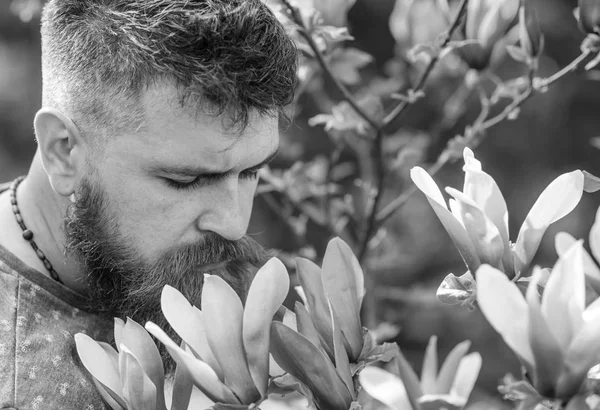 Hombre barbudo con corte de pelo fresco olfatea la floración de magnolia. Concepto de perfumista. Hipster disfruta del aroma de la flor púrpura. Hombre con barba y bigote en la cara tranquila cerca de magnolia flores, fondo desenfocado — Foto de Stock