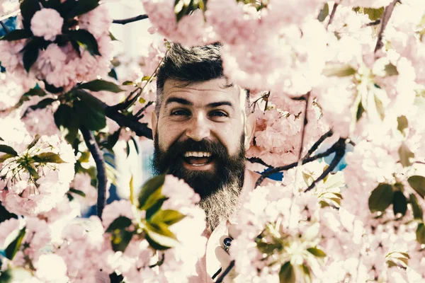 Hombre con barba y bigote en la cara sonriente cerca de flores de sakura. Concepto suave y suave. Hombre barbudo con corte de pelo elegante con flores en el fondo, de cerca. Hipster cerca de la rama del árbol de sakura — Foto de Stock