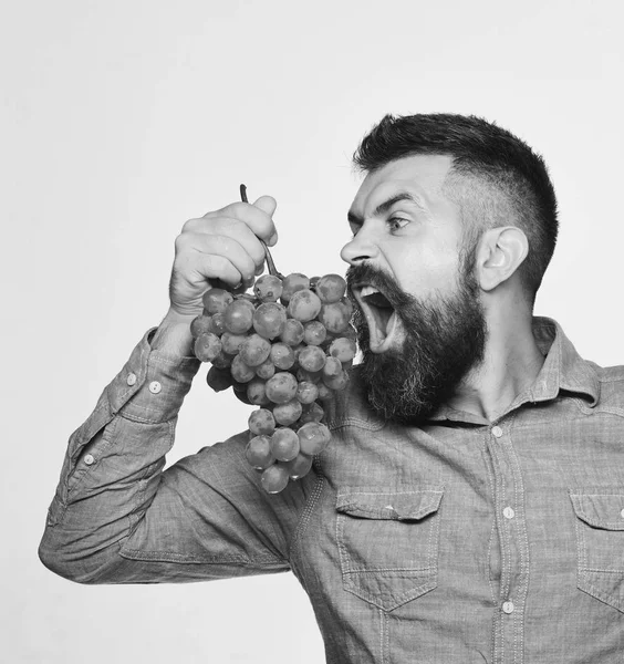 Winzer mit hungrigem Gesicht hält Traube — Stockfoto