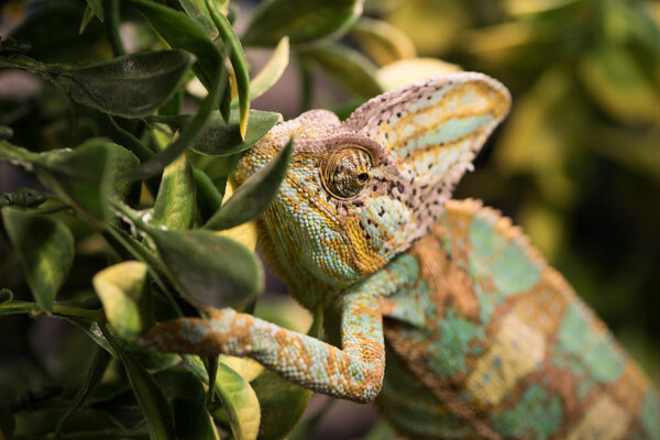 Chamaeleo calyptratus with light green, yellow and brown skin