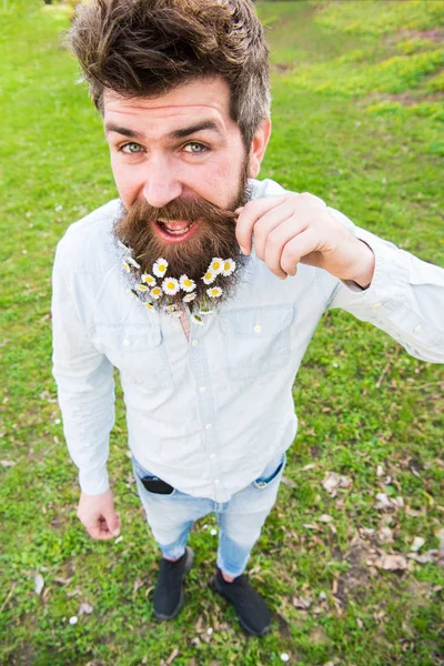 Hipster na cara feliz em pé na grama, desfocado. Conceito de beleza natural. Homem com barba e bigode desfrutar de primavera, torce bigode, fundo do prado. Cara parece bem com flores de margarida na barba — Fotografia de Stock