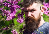 Man with beard and mustache on strict face near flowers on sunny day. Bearded man with fresh haircut posing with bloom of judas tree. Hipster enjoys spring near violet blossom. Perfumery concept