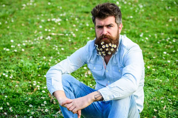 Hipster mit ruhigem Gesicht sitzt auf Gras. natürliches Haarpflegekonzept. Mann sieht gut aus mit Gänseblümchen oder Kamillenblüten im Bart. Mann mit langem Bart und Schnurrbart, defokussierter grüner Wiesenhintergrund — Stockfoto