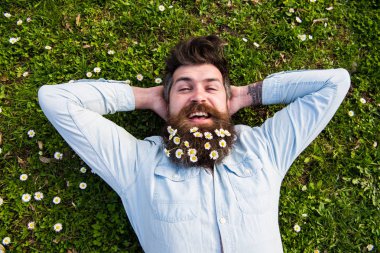 Bahar tatil kavramı. Mutlu yüz hipster çimenlerin üzerinde üstten görünüm bırakır. Adam güzel sakal papatya veya papatya çiçekleri ile görünüyor. Sakallı ve bıyıklı sahiptir bahar, yeşil çayır arka plan