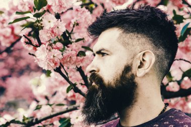 bahar çiçekleri. Sakal ve bıyık pembe çiçekler yakınındaki katı yüzünde olan adam. Çiçek açan kavramı. Hipster bahar sakura çiçeği yakınındaki sahiptir.