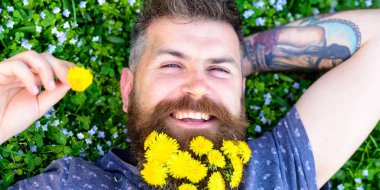 Dandelions sakal rahatlatıcı, üst görünümünde adamla. Gevşeme kavramı. Mutlu yüz sakallı adam elini başının arkasında. Sakal karahindiba çiçeklerle sakallı adam çayır, çimen arka plan üzerinde yatıyordu