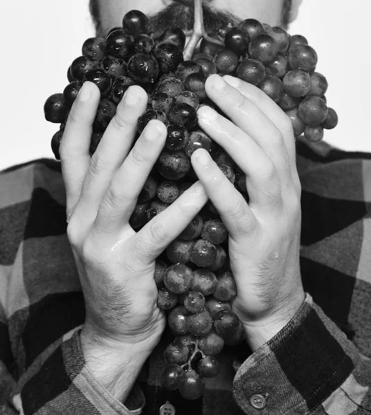 Il contadino mostra il suo raccolto. Viticoltore detiene grappolo di uve mature — Foto Stock