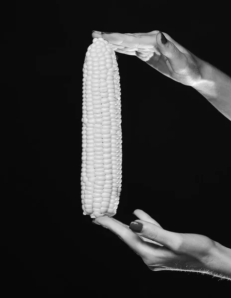 Espiga de milho em dedos de meninas. Mão feminina segura milho — Fotografia de Stock