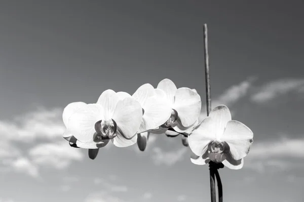 Orchidee gelbe Blume — Stockfoto