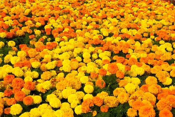 自然の背景にマリーゴールドの花。夏の庭のマリーゴールドの花。黄色とオレンジ色の花弁を持つ花を咲かせています。自然と環境。花の店。夏気分 — ストック写真