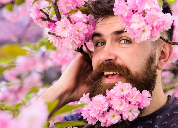 Homem com barba e bigode na cara feliz perto de flores rosa concurso, perto. Hipster com flor de sakura na barba. Conceito de serviço de barbeiro. Barbudo rosto masculino espreitando fora de flor de sakura — Fotografia de Stock