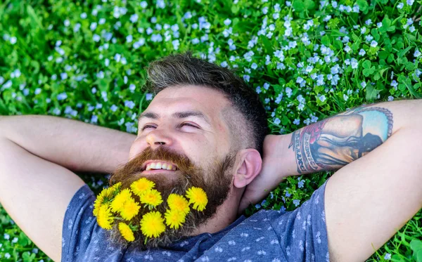 Conceito de brevidade. Um tipo com dentes-de-leão em barba relaxante, vista de cima. Homem barbudo com flores de dente de leão na barba jazia no prado, fundo de grama. Homem com barba no rosto sorridente colocar as mãos atrás da cabeça — Fotografia de Stock