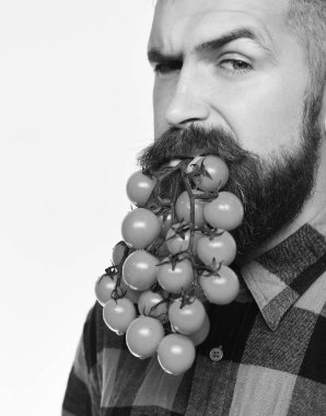 Adam domates çilek beyaz arka plan üzerinde izole sakal olarak tutar. Adam onun hasat gösterir. Adam domates çilek sakal tutar.