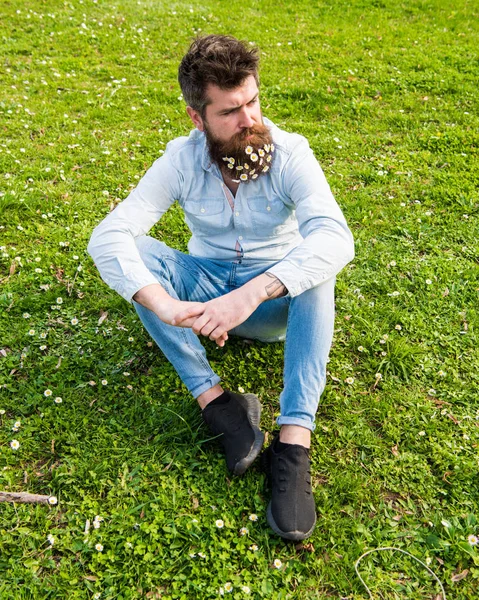 Hipster na cara pensativa estrita senta-se na grama. Conceito de primavera. Homem com barba comprida e bigode, fundo de prado verde desfocado. Macho brutal com flores de margarida ou camomila em barba — Fotografia de Stock