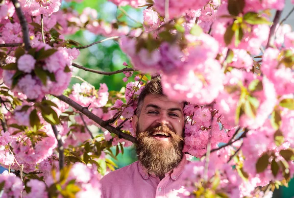 Homme barbu avec une coupe de cheveux élégante avec des fleurs de sakura sur fond. Homme avec barbe et moustache sur le visage souriant près des fleurs. Hipster en chemise rose près de la branche de sakura. Harmonie avec la nature concept — Photo