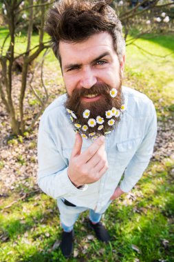 Hipster kırpan yüz defocused çimenlerin üzerinde durmak. Doğal güzellik kavramı. İle adam sakal ve bıyık zevk bahar, yeşil çayır arka plan. Adam güzel sakal papatya veya papatya çiçekleri ile görünüyor.