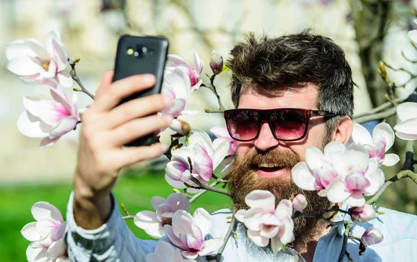Man with beard and mustache wears sunglasses on sunny day, magnolia flowers on background. Hipster happy in stylish sunglasses, taking selfie photo, streaming video on smartphone. Vlogging concept