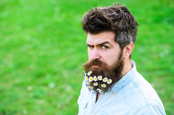 Guy looks nicely with daisy or chamomile flowers in beard. Man with long  beard and mustache, defocused green background. Springtime concept. Hipster  with beard on cheerful face, posing with glasses Stock Photo