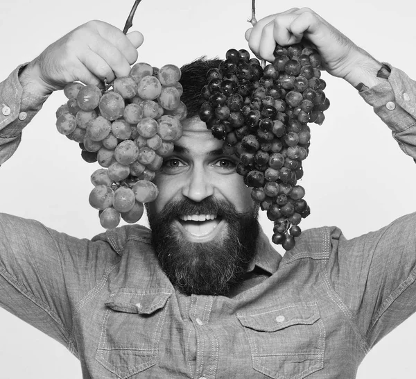 Viticultor con cara alegre sostiene racimos de uvas hacia arriba. Concepto de viticultura y jardinería. El hombre con barba retiene uvas —  Fotos de Stock