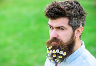 Hipster şüpheli yüzünde, çim arka plan boşluk kopyalayın. Bahar Tazeliği kavramı. İle adam sakal ve bıyık zevk bahar, yeşil çayır arka plan. Sakal papatya veya papatya çiçekleri ile adam