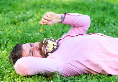 Daisy çiçeklerle sakalı sakallı adam grassplot üzerinde yatıyordu, arka plan çimen. Alerji ve antihistaminik kavramı. Güler yüz üzerinde sakallı adam karahindiba kokluyor. Maço sakal rahatlatıcı papatya ile