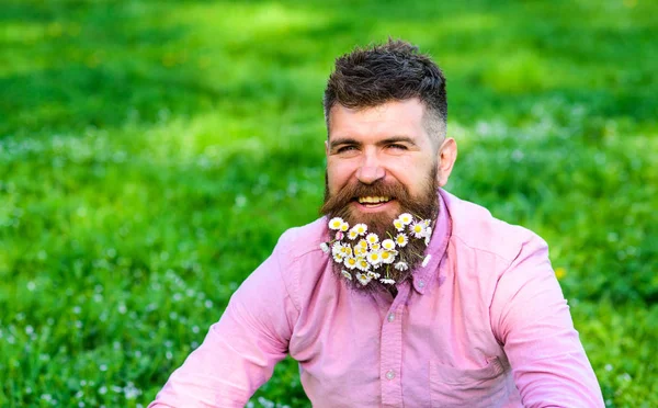 Homem com barba no rosto sorridente desfrutar da vida sem alergia. Hipster com margaridas parece feliz, espaço de cópia. Homem barbudo com flores de margarida em barba, fundo de relva, desfocado. Conceito de alergia Primavera — Fotografia de Stock