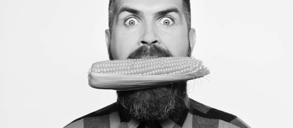 Farmer with shocked face with yellow corn in mouth. Guy with eyes wide open shows his corn harvest — Stock Photo, Image
