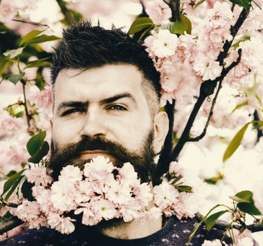 Kuaför ve saç bakım kavramı. Sakal ve bıyık pembe çiçekler yakınındaki kurnaz yüzündeki dostum, kapat. Sakura defocused arka planda, sakallı adam. Hipster sakura çiçeği kokulu sakal içinde