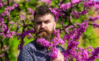 Hipster bahar menekşe çiçeği yakınındaki sahiptir. Erguvan bloom ile poz taze saç kesimi olan sakallı adam. Sakal ve bıyık çiçek güneşli yakınındaki katı yüzünde olan adam. Koku kavramı