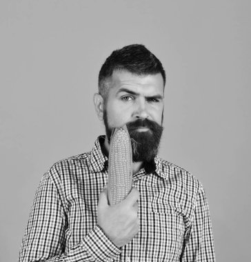 Adam onun hasat gösterir. Çiftçi şüpheli yüzü ile sarı Mısır elinde tutar. Sakallı Mısır Mısır koçanı üzerinde sarı arka plan izole tutar