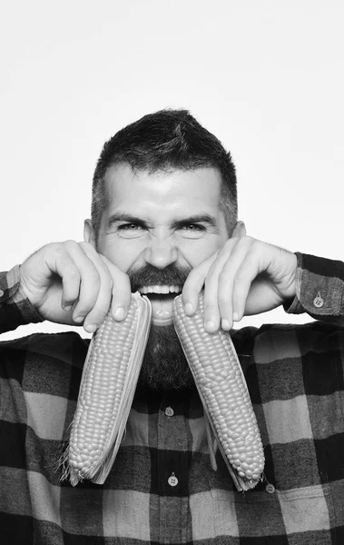 Sakallı adam beyaz arka planda olgun mısır koçanları tutuyor.