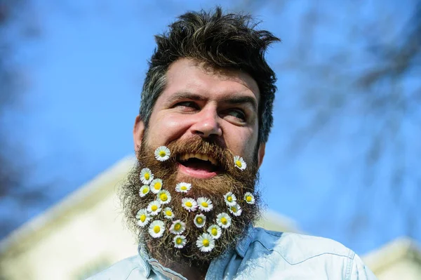 Guy with daisy or chamomile flowers in beard. Rustic style concept. Hipster on smiling face with flowers in beard, sky on background, defocused.