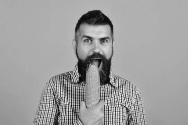 Adam onun hasat gösterir. Çiftçi neşeli yüzü ile sarı Mısır ağız yakın tutar