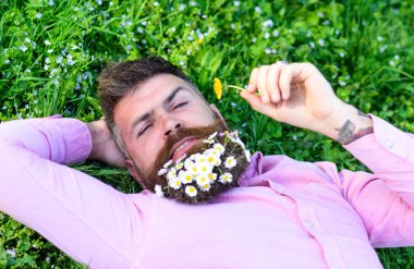 Maço sakal rahatlatıcı papatya ile. Daisy çiçeklerle sakalı sakallı adam grassplot üzerinde yatıyordu, arka plan çimen. Polen alerji kavramı. Sakin yüz sakallı adam karahindiba burnunu çekmek